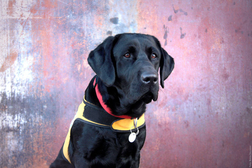 Obra-Social-Ischadia-Entrenamiento-de-perros-para terapia