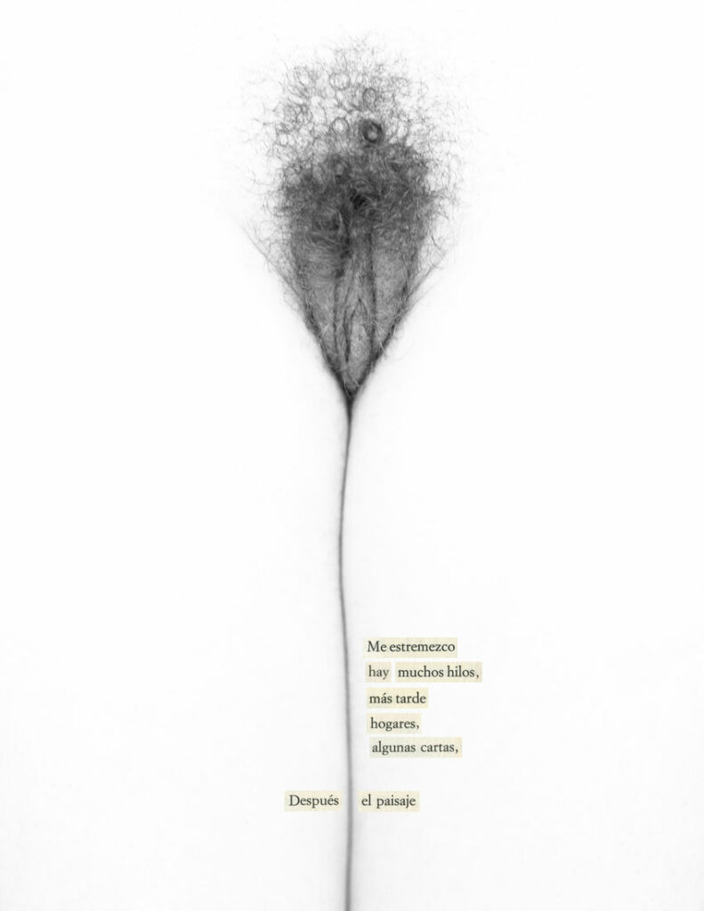 Iris reticulata - Javier Jimeno y Lina Ávila / Collage Republic